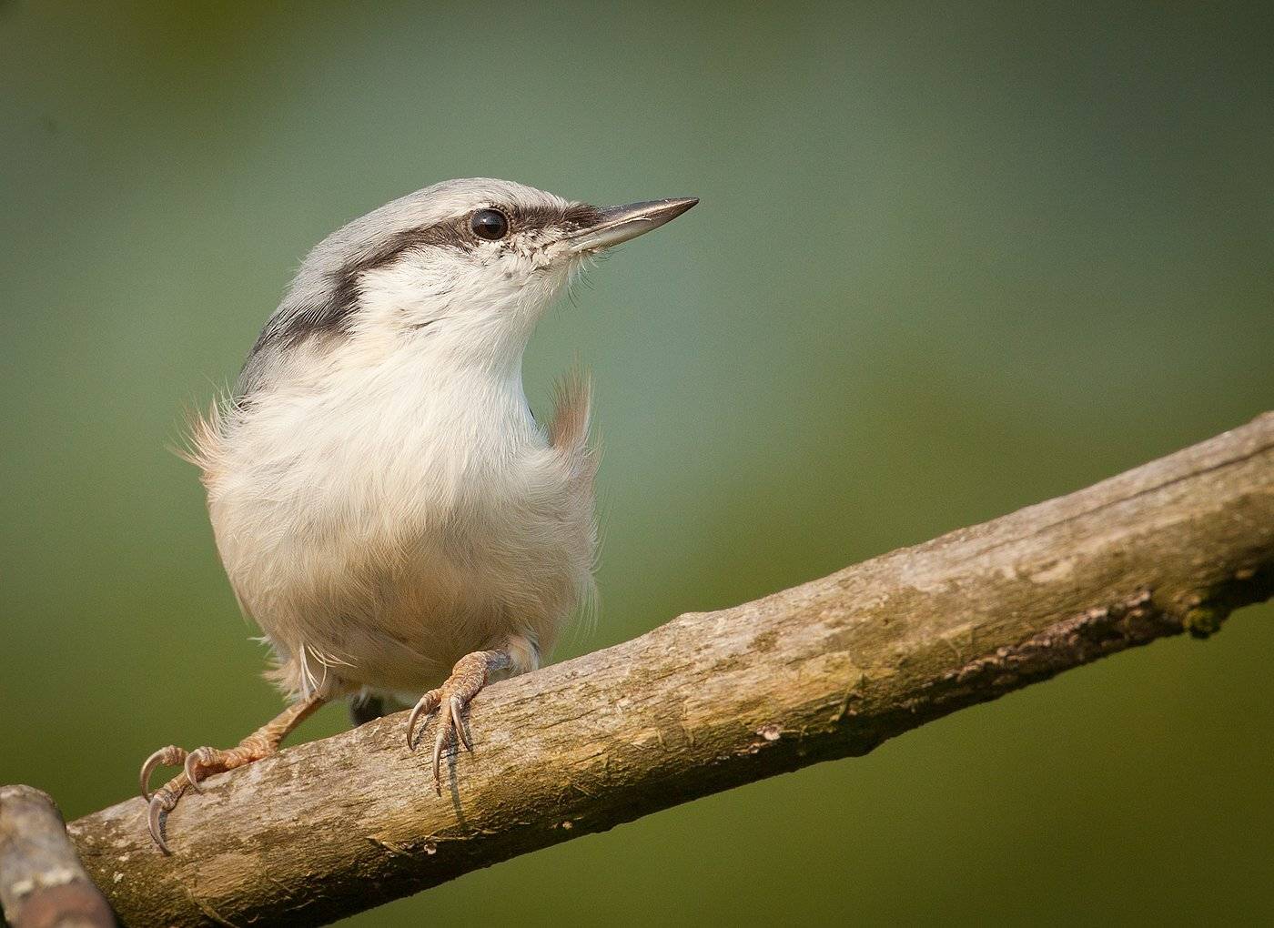 , Андрей Канышев