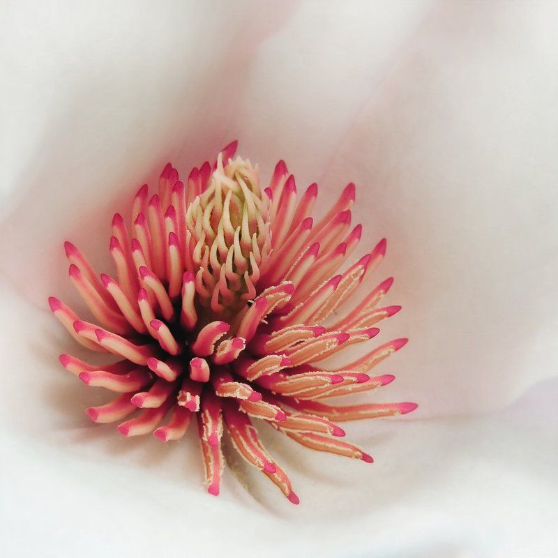 The Heart of Magnolia фото превью