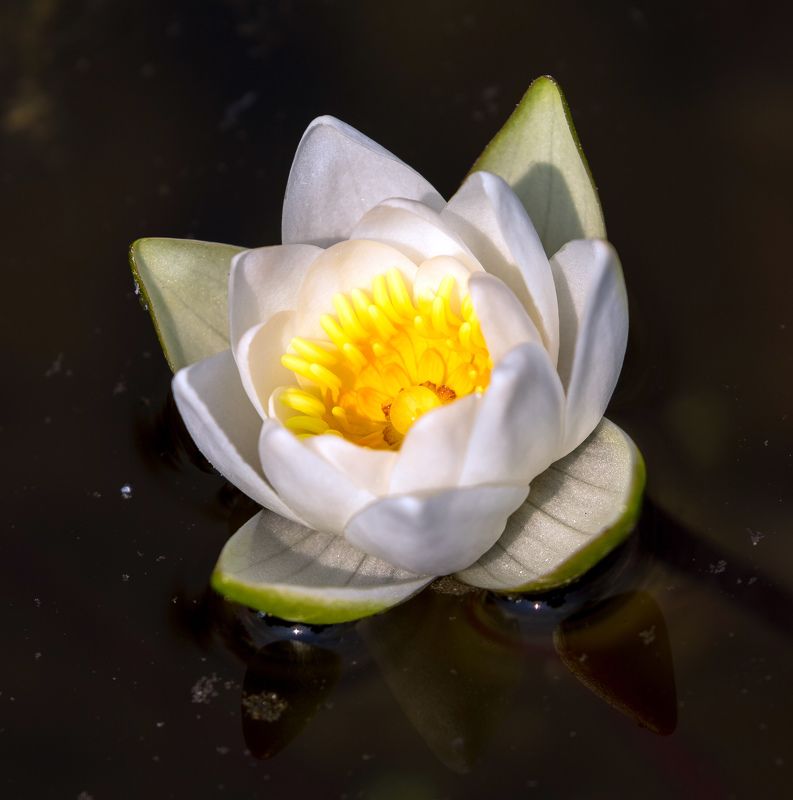 цветы Цветочки фото превью