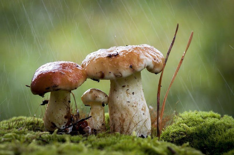 Папа, мама, я, вся моя семья ... фото превью