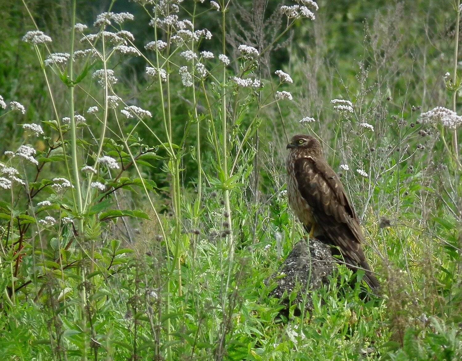 птица лето луг, Евгения Малафеева