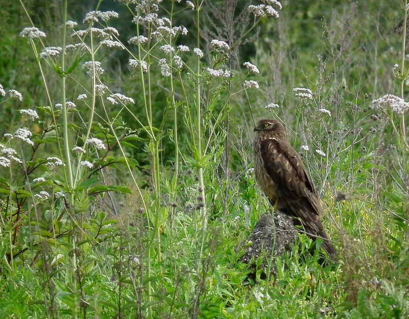 птица лето луг Спрятался в цветах фото превью