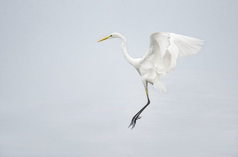 Белая фото превью