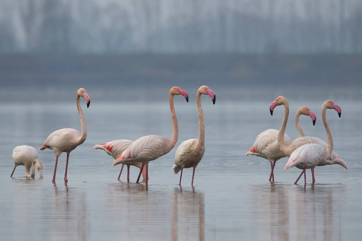 , Евгени Стефанов