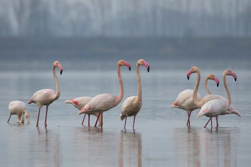 Розовый фото превью