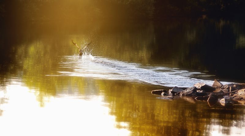 Камни, На воде, Природа, Река, Следы, Траектория, Утка, Утро на взлёт.. фото превью