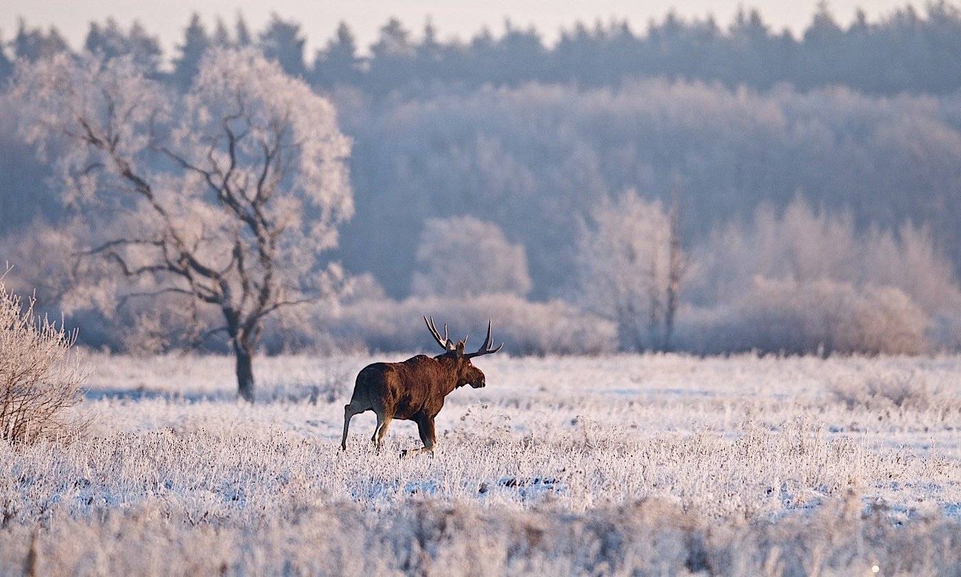 дикая природа, лось, Мазурин Евгений