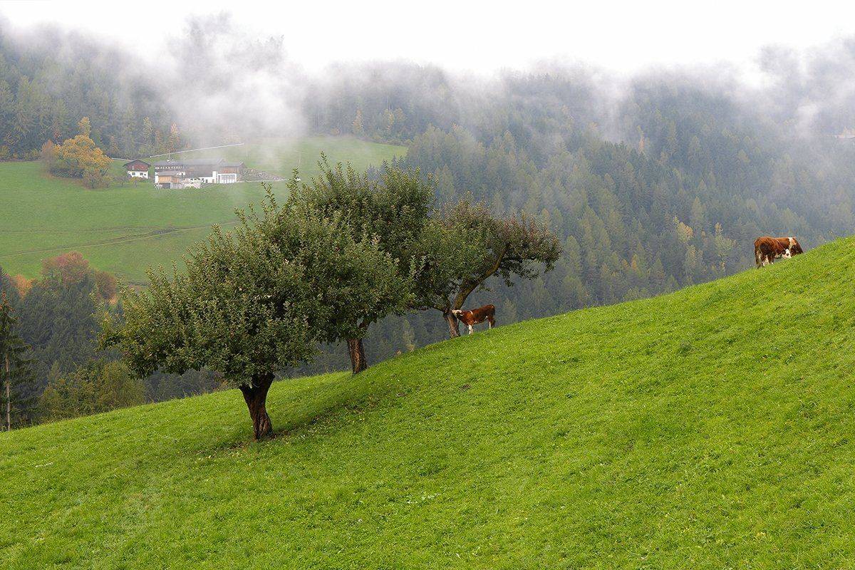 , Игорь Дубровский