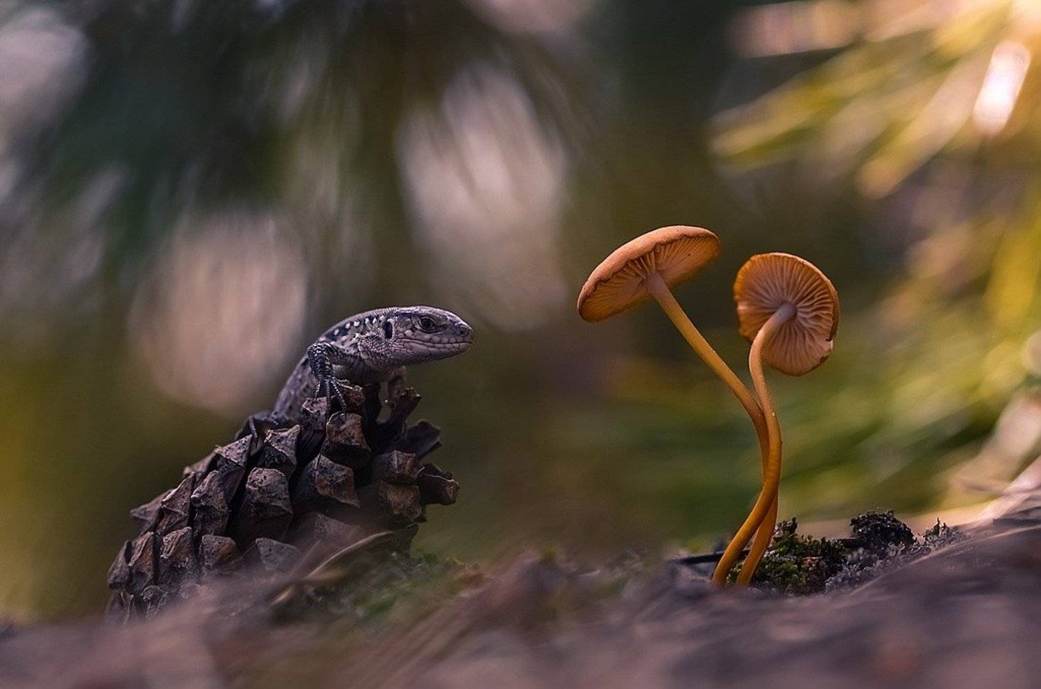 , Вячеслав Мищенко