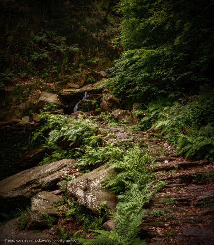 brook, fern, forest, grass, mountain, path, stone, гора, камень, лес, папоротник, ручей, трава, тропа на тропе фото превью