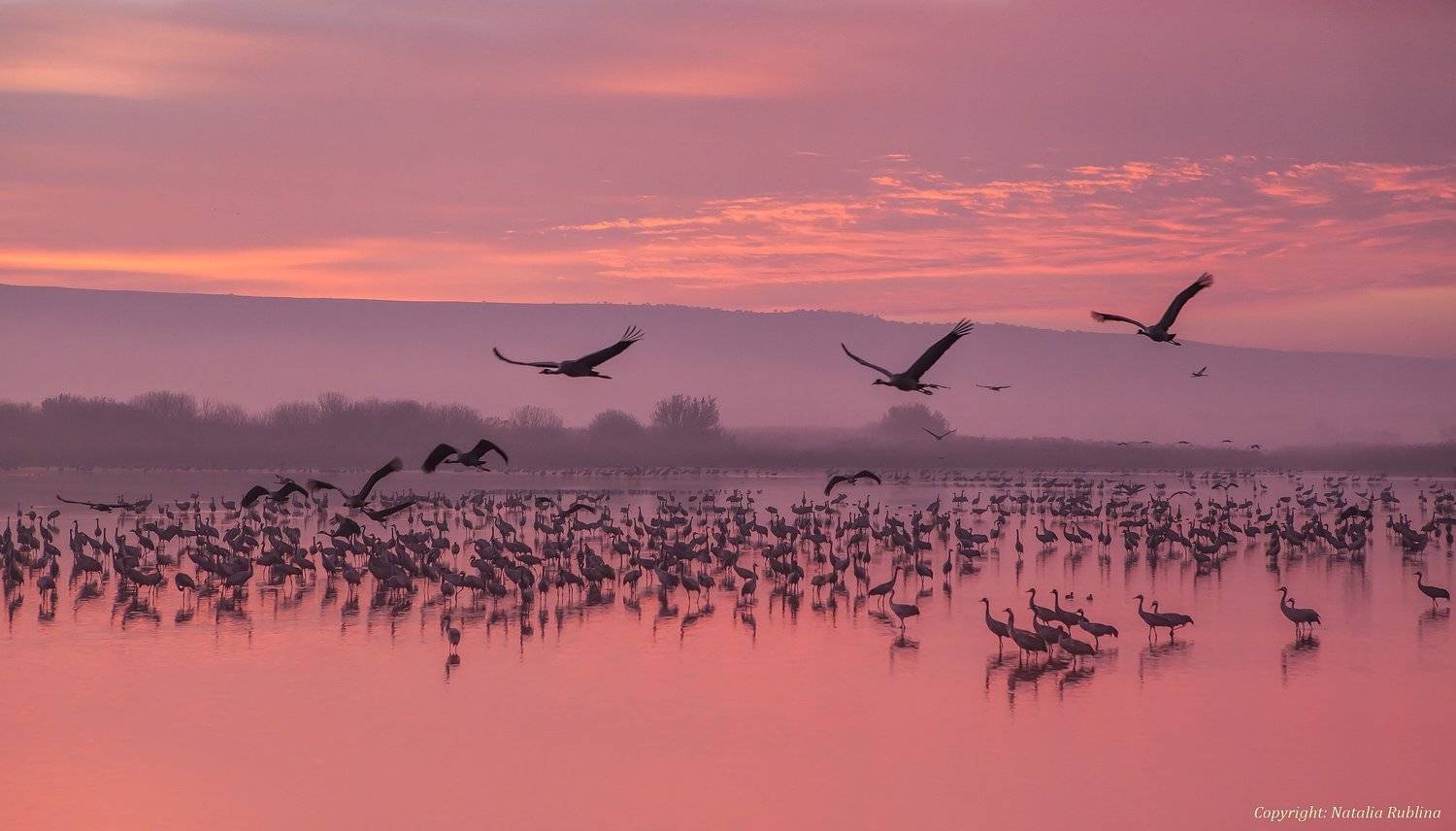 журавли, заповедник, красота, небо, облака, озеро, природа, птицы, рассвет, утро ,осень, ноябрь, Наталья Рублина