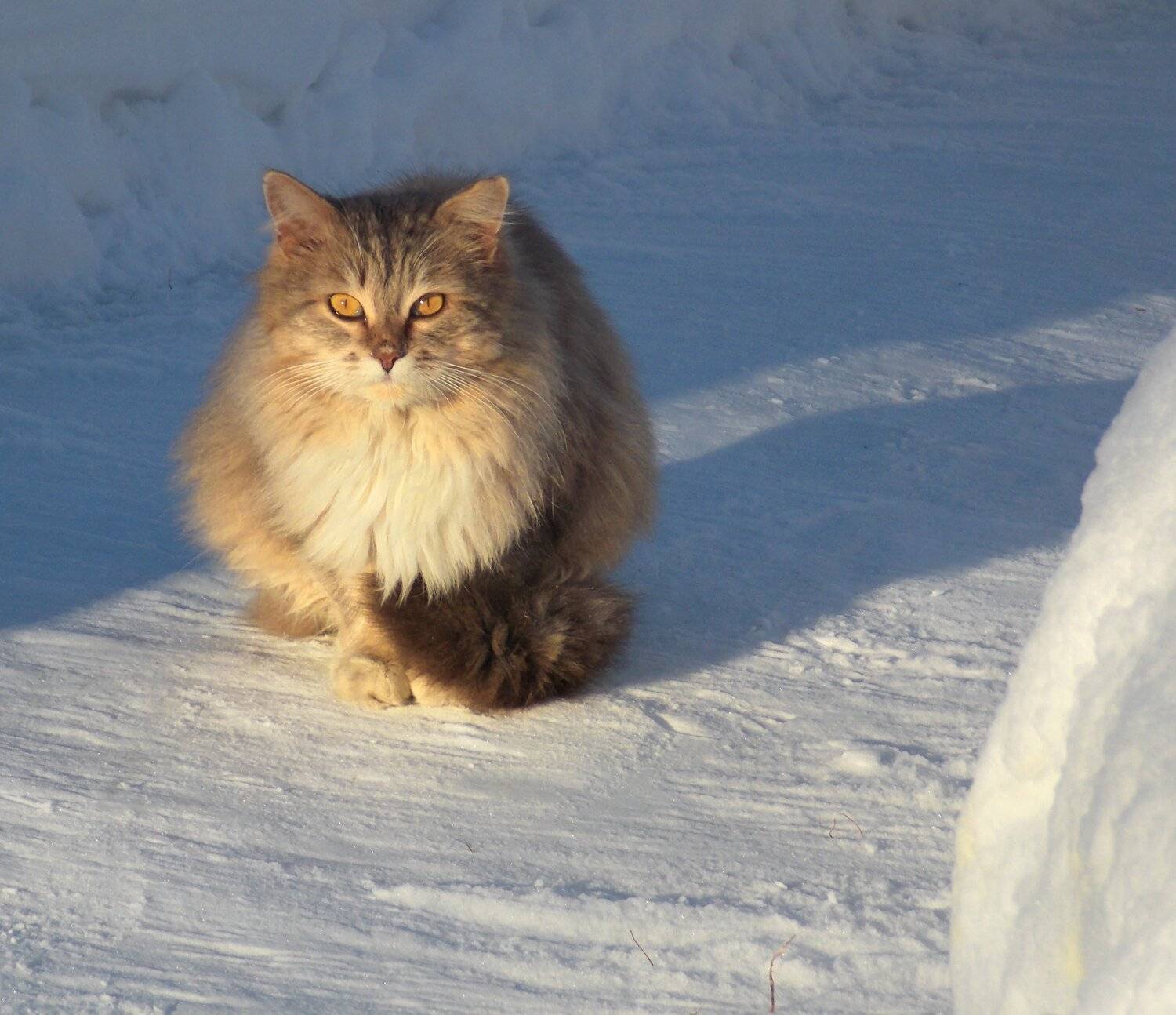 , Марина Никулина