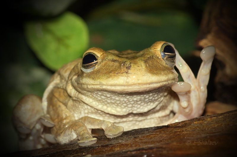 osteopilus septentrionalis, амфибии, квакша, кубинская квакша, лягушка Алё, гараж ? !!! фото превью