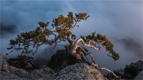 Крымский бонсай.