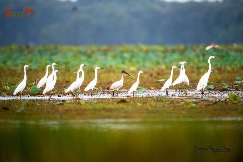 Tram Chim National Park фото превью