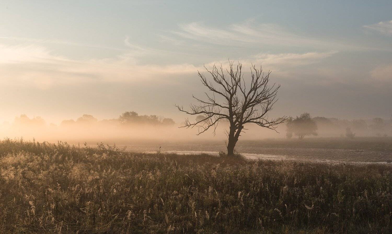 , Николай Шахманцир