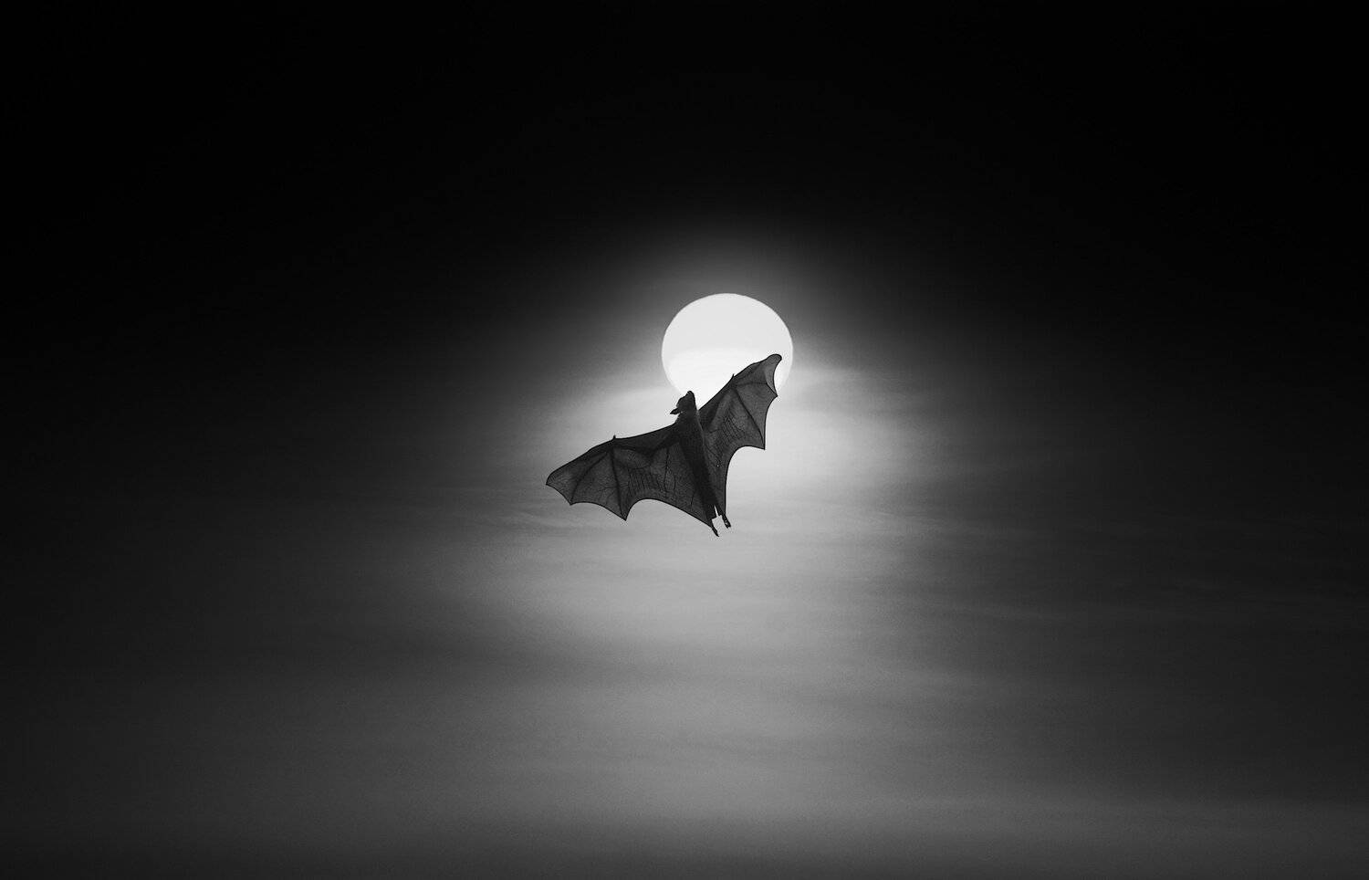 Animals, Bat, Sri Lanka, Jacek