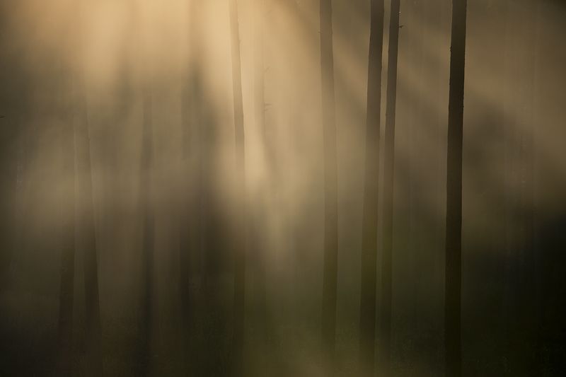 Сны фото превью