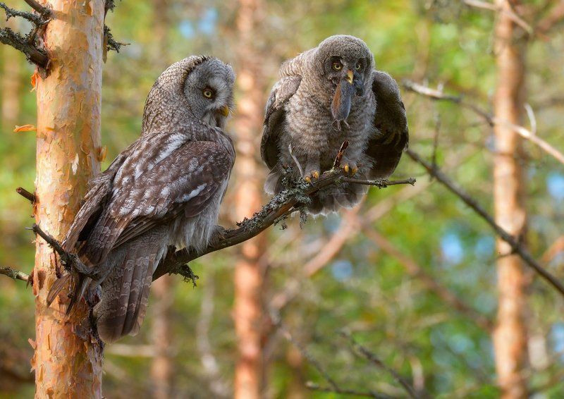 двое и мышь фото превью