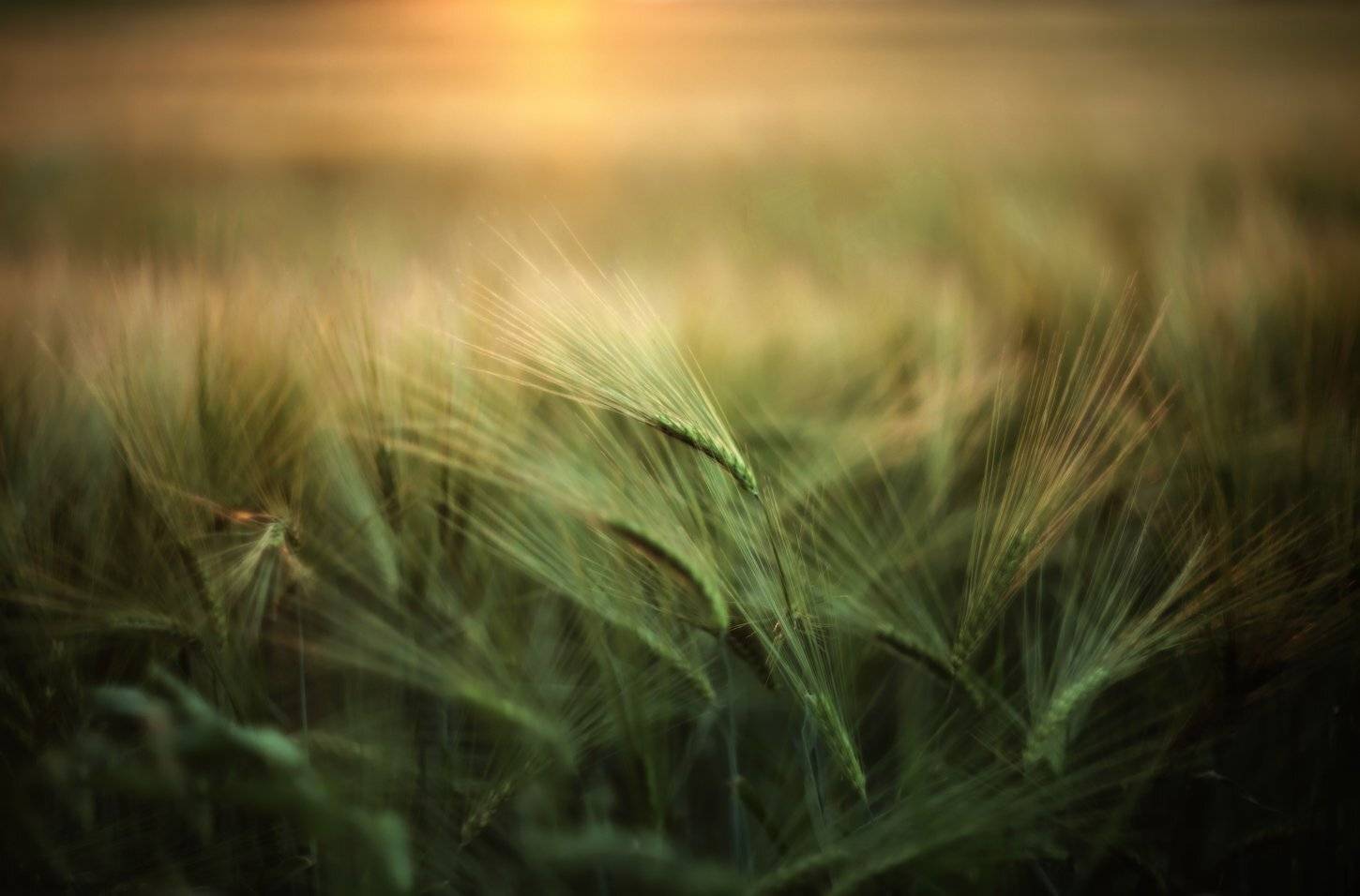 Закат, Ключенков, Лето, Эстония, Kljuchenkow Aleksandr