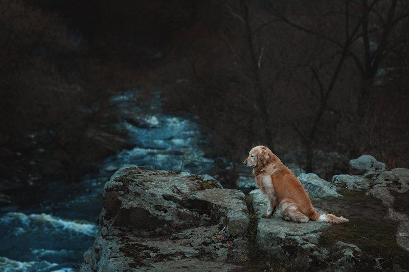 собака, пес, природа Мысли фото превью