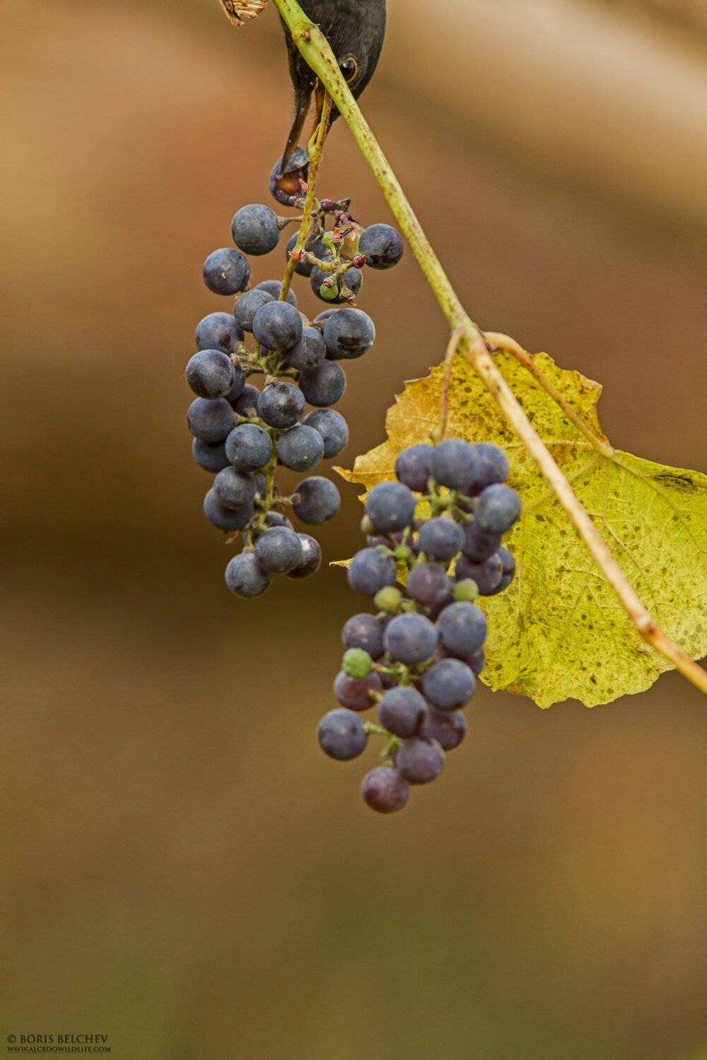 , Борис Белчев