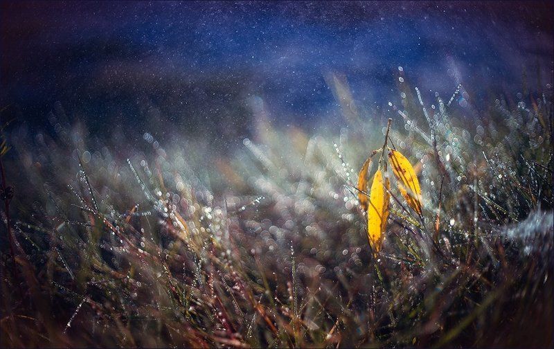 В лунном свете фото превью