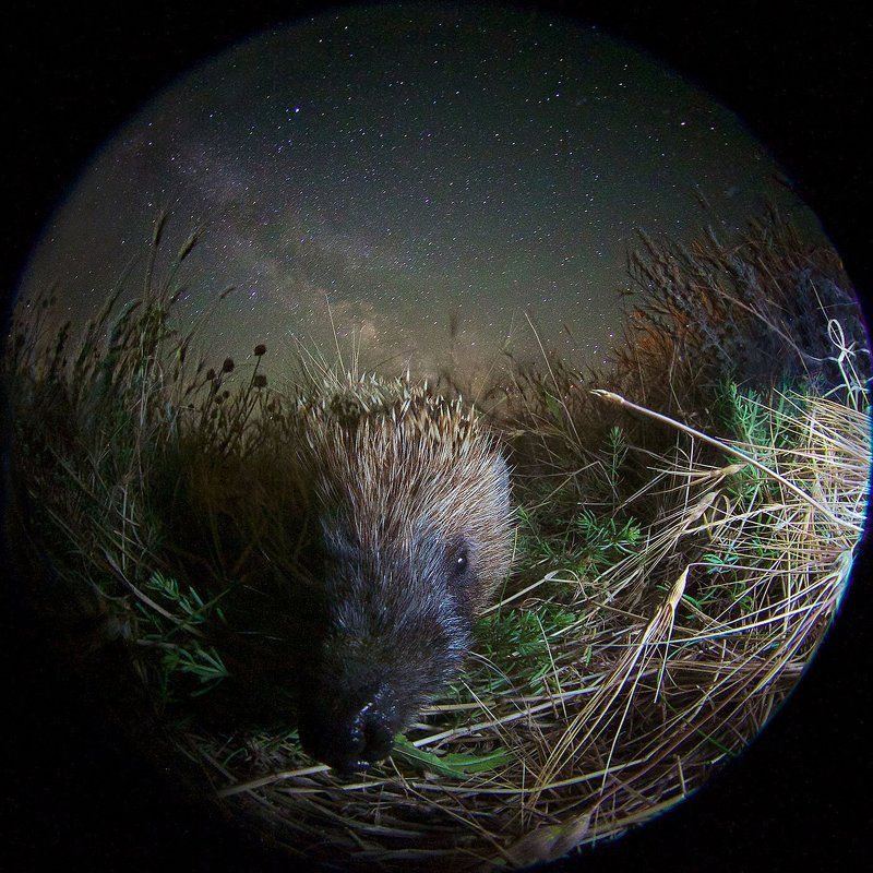 Любопытство вселенского масштаба фото превью