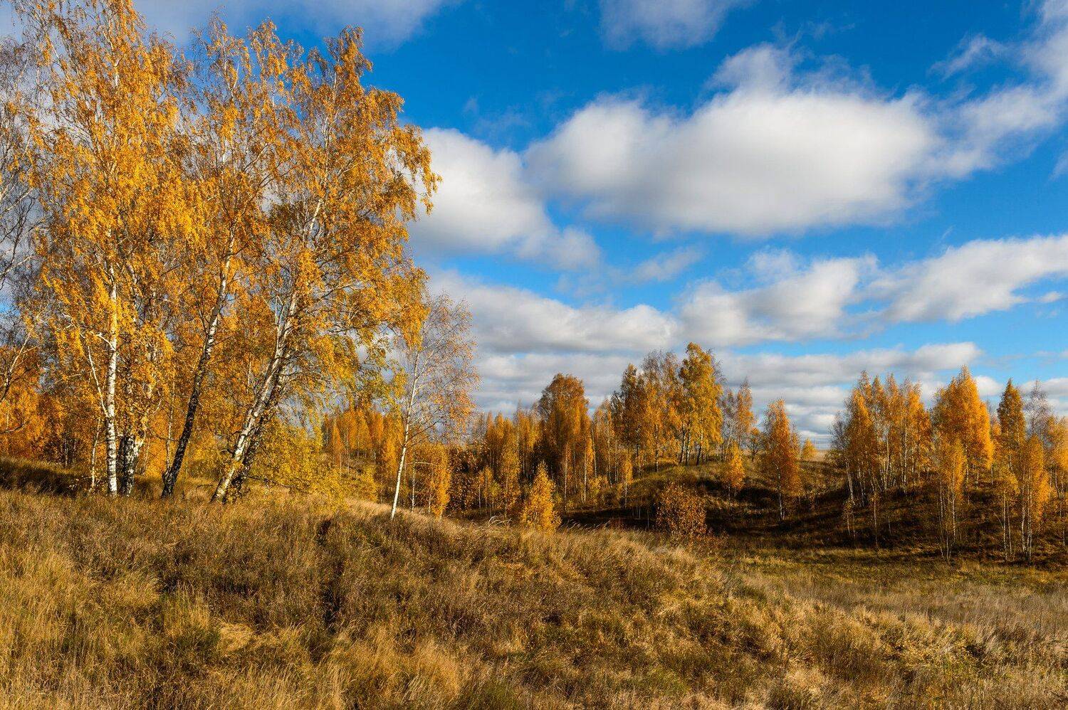 березы, золотая осень, красота, лес, небо, облака, осень, пейзаж, природа, россия,осенний пейзаж,золотые литья,autumn,gold fall,autumn landscape, Юлия Лаптева