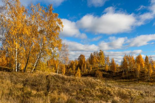В золоте берез России
