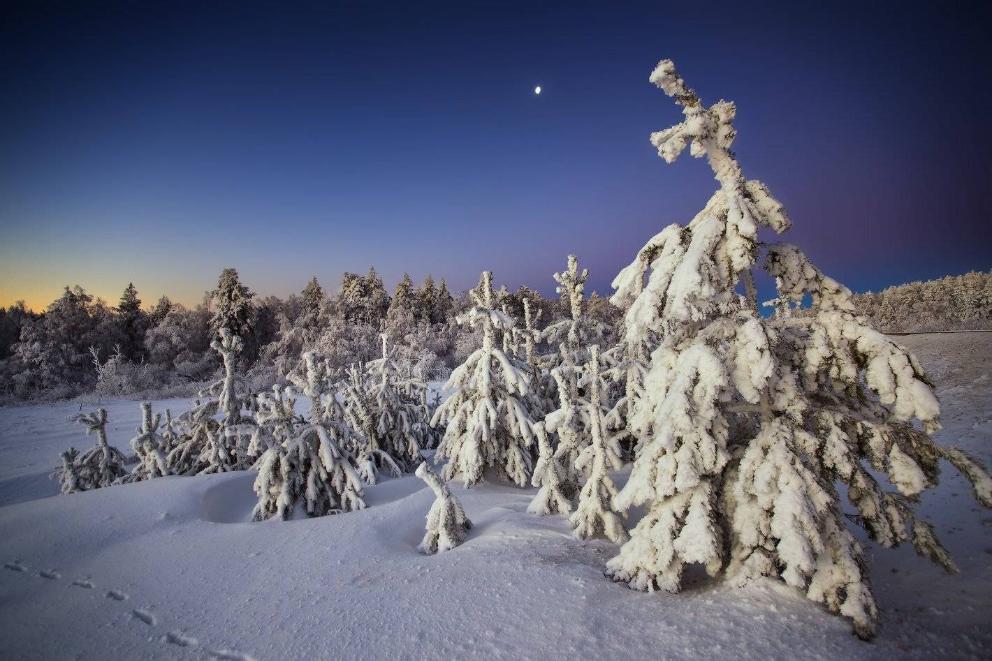 Елки, Зима, Снег, Урал, Владимир Ляпин