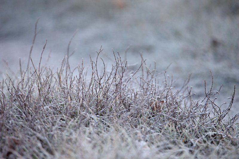 Дер. Шилово, Заморозки, Красивая Меча, Ноябрь 2015, Осень поздняя, Утро Морозным утречком фото превью