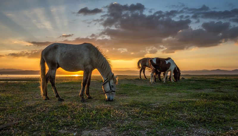 adventure, amazing, animal, autumn, background, beautiful, color, dawn, domestic, evening, fantastic, farm, field, fog, haze, herd, holiday, horse, landscape, majestic, mammal, mare, meadow, mist, morning, mustang, natural, nature, outdoor, pasture, pet,  Horses grazing on pasture фото превью