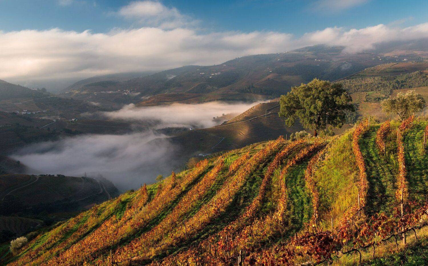 , Андрей Ведерников