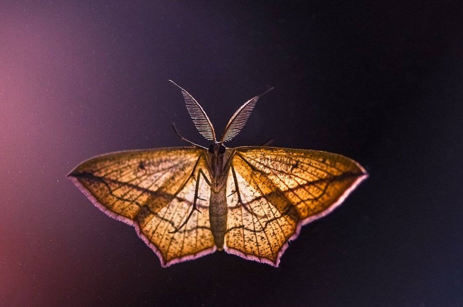 , Вячеслав Мищенко