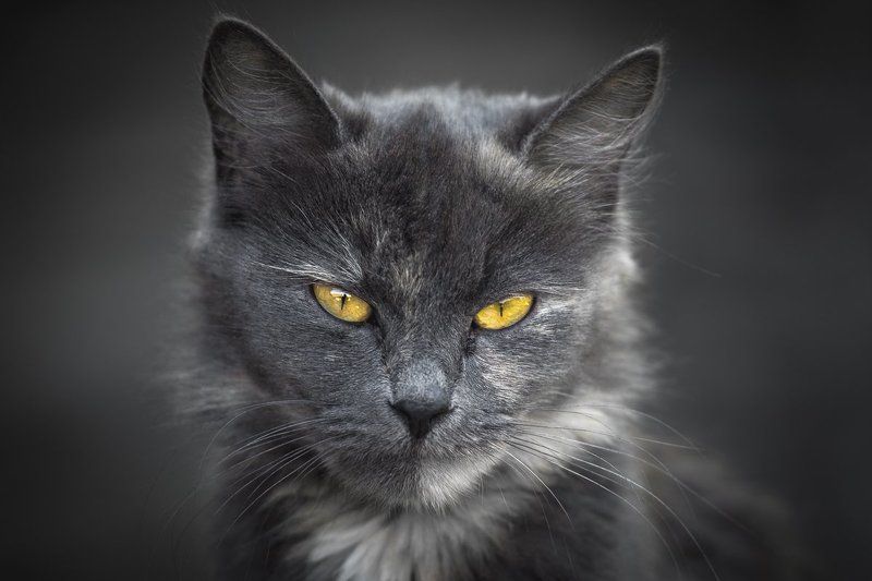 Кот фото превью