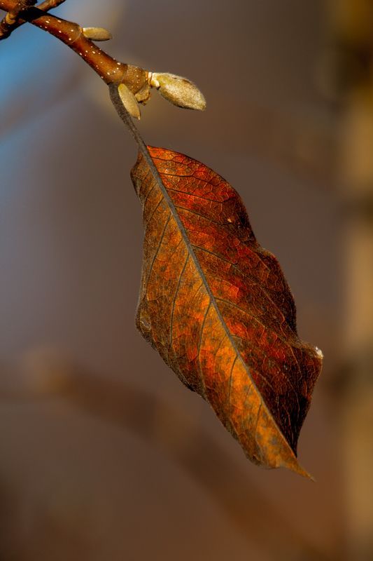 leaf,branch,autumn,colors,veins The leaf фото превью