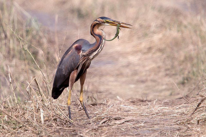 #bird, #fauna, #nature, #wildlife, #птицы, #цапля Рыжая цапля (лат. Ardea purpurea) фото превью