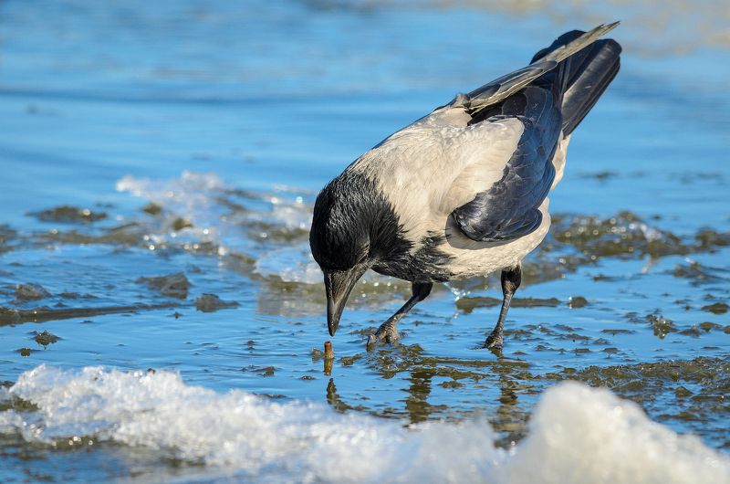 ворона птица bird На рыбалке фото превью