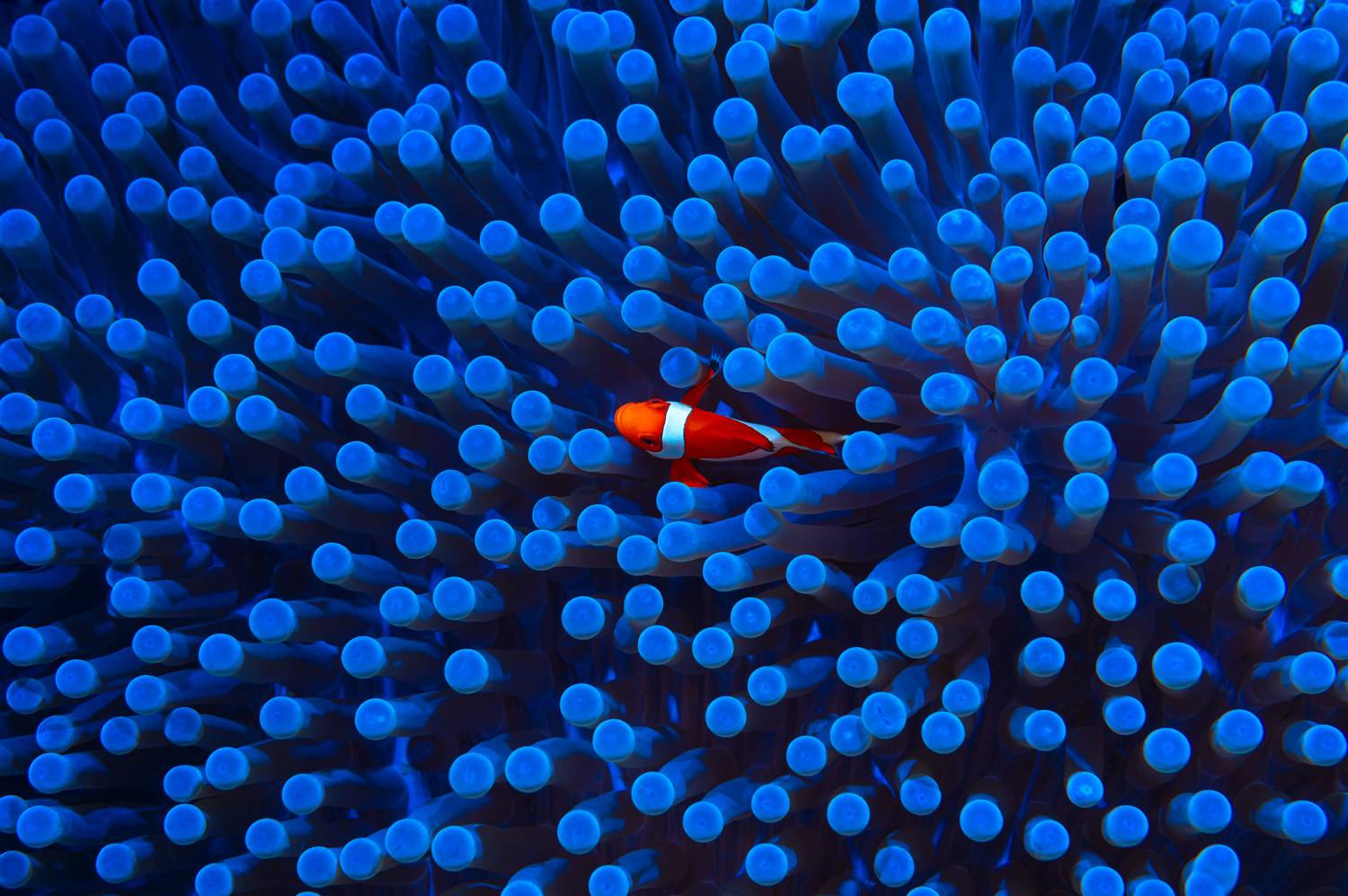 , Савин Андрей