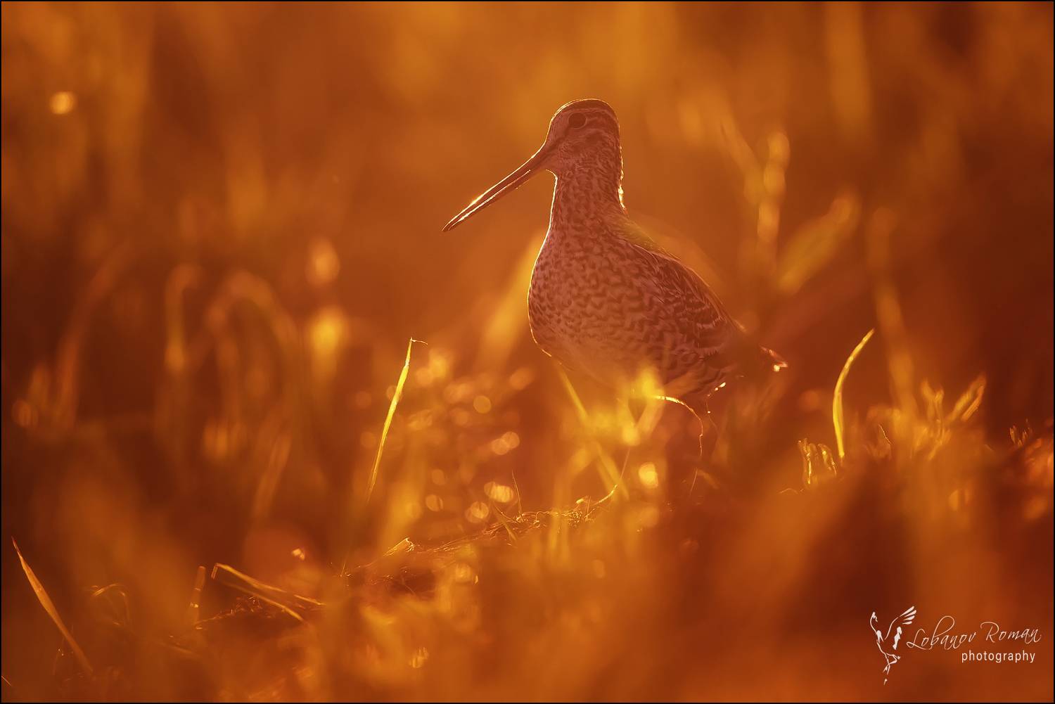 , Лобанов Роман