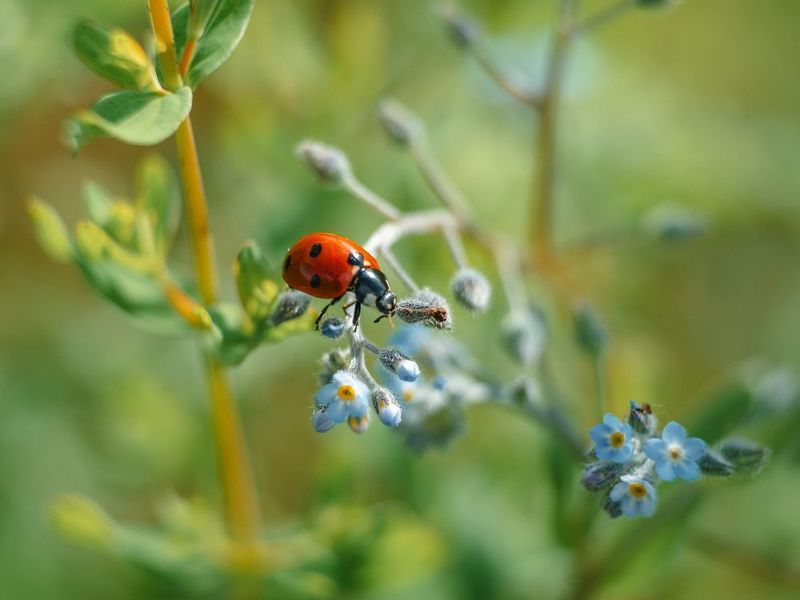 macro, ladybug, lady beetle, макро, божья коровка  фото превью