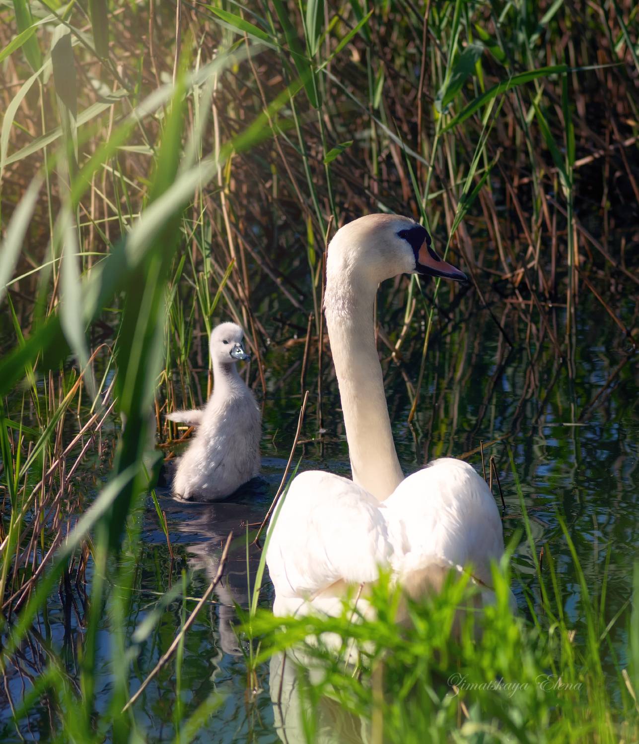 , Елена Зимацкая