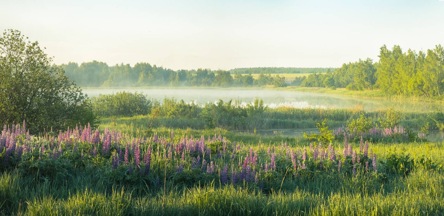 утро туман озеро люпины б,холм вязниковский р-он, Алексеев Дмитрий