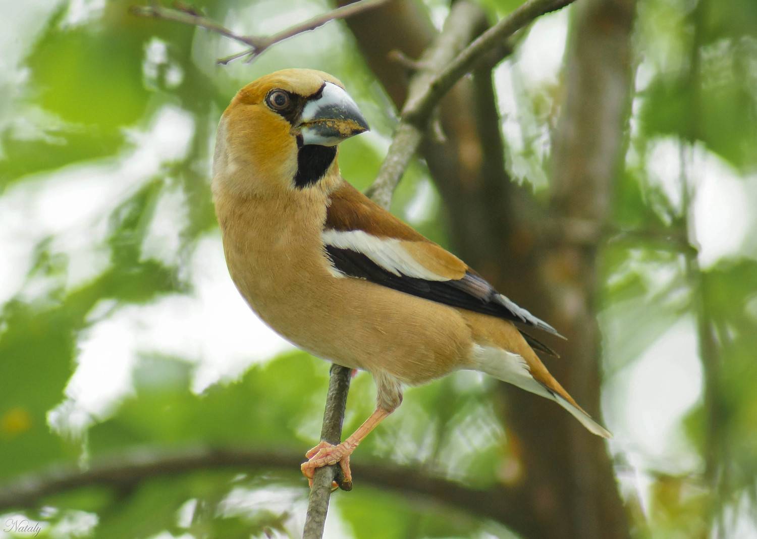 , Наталья Екимова