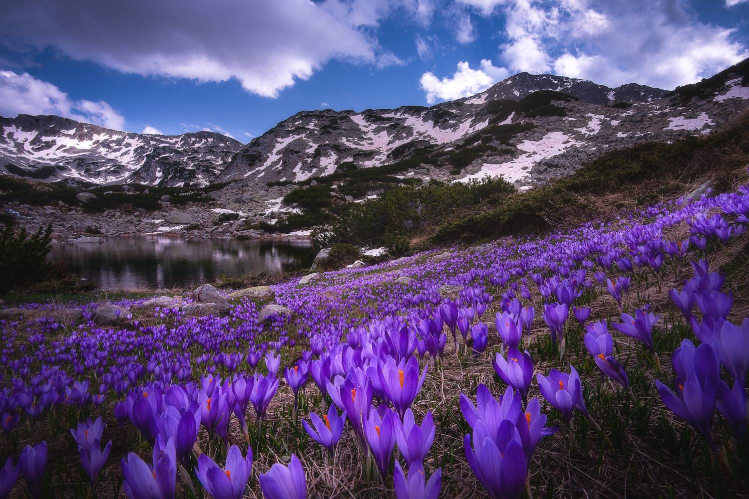 , Mariyana Atanasova - Lucero