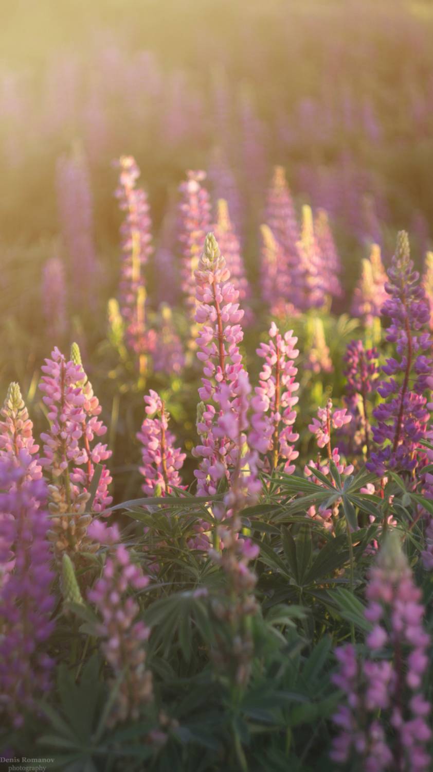 #nature #macro #макро #природа #summer #лето #flowers #цветы #люпины, Denis Romanov