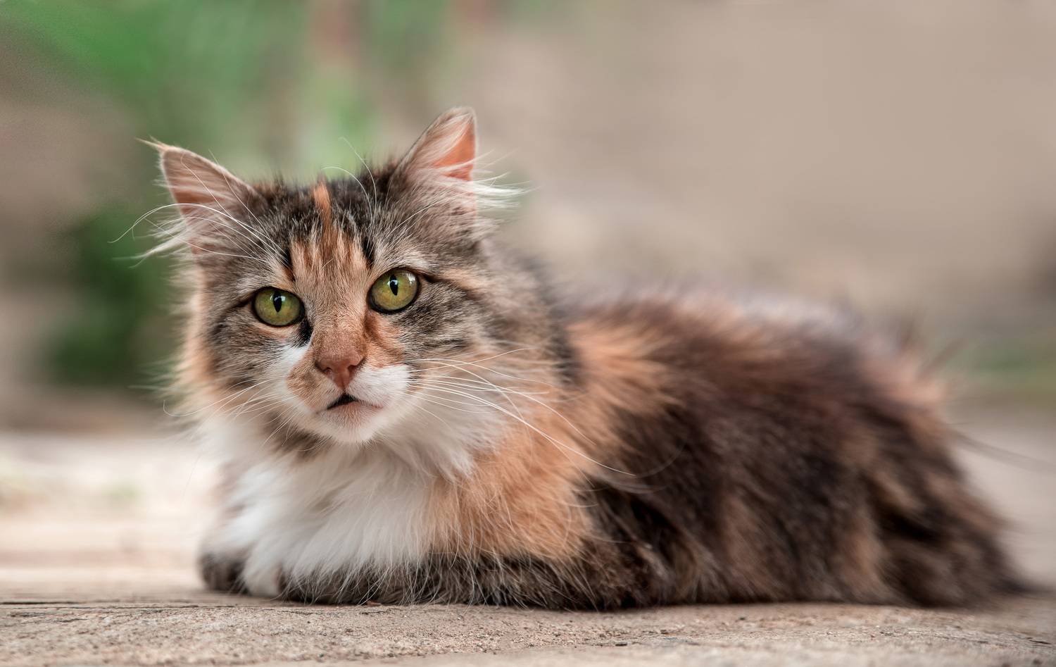 , Рагинская Ольга