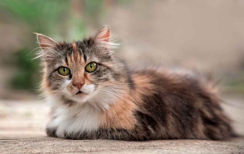 Просто чей-то котик фото превью