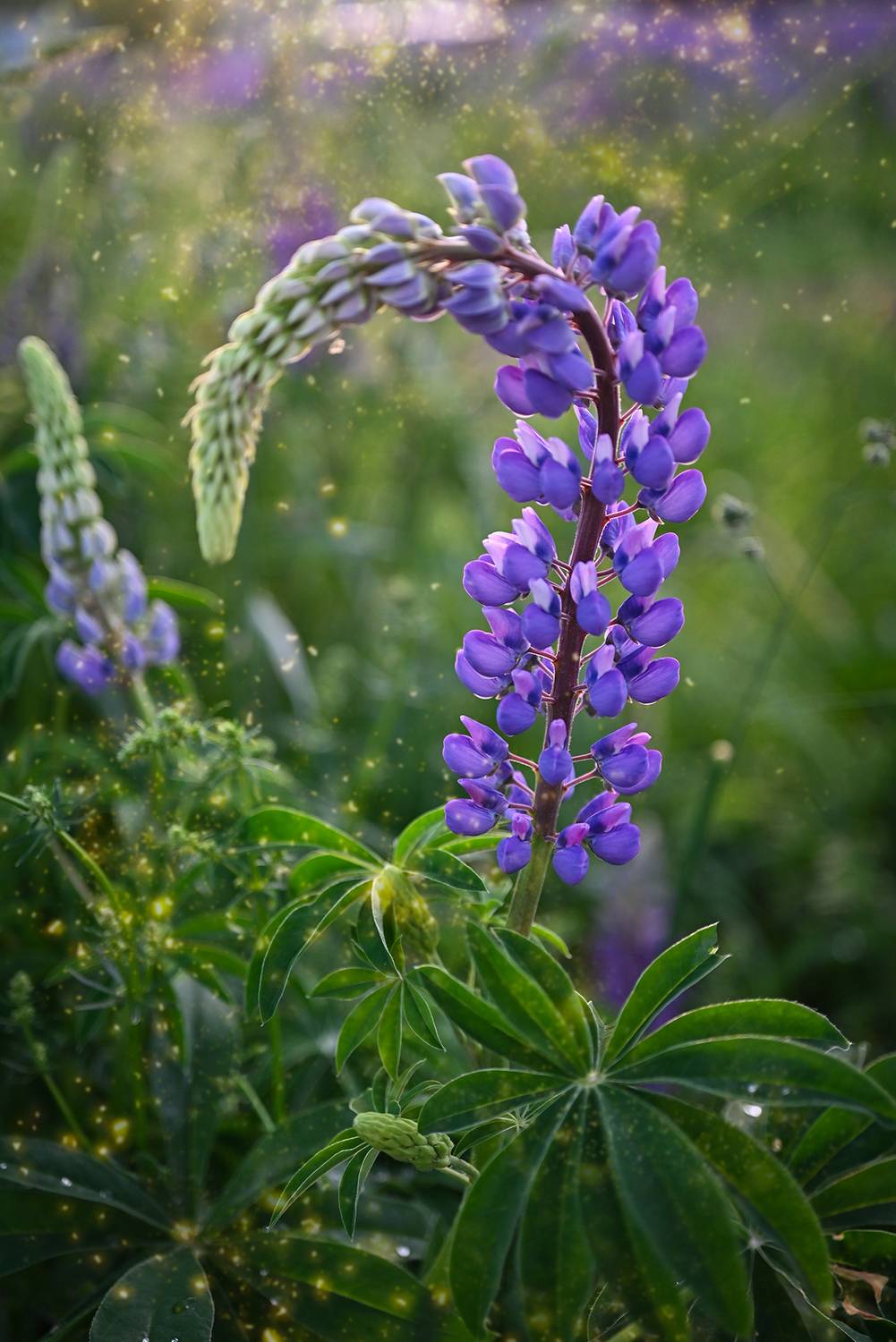 , Калёв Сергей